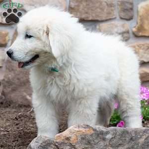 LEGACY, Maremma Sheepdog Puppy
